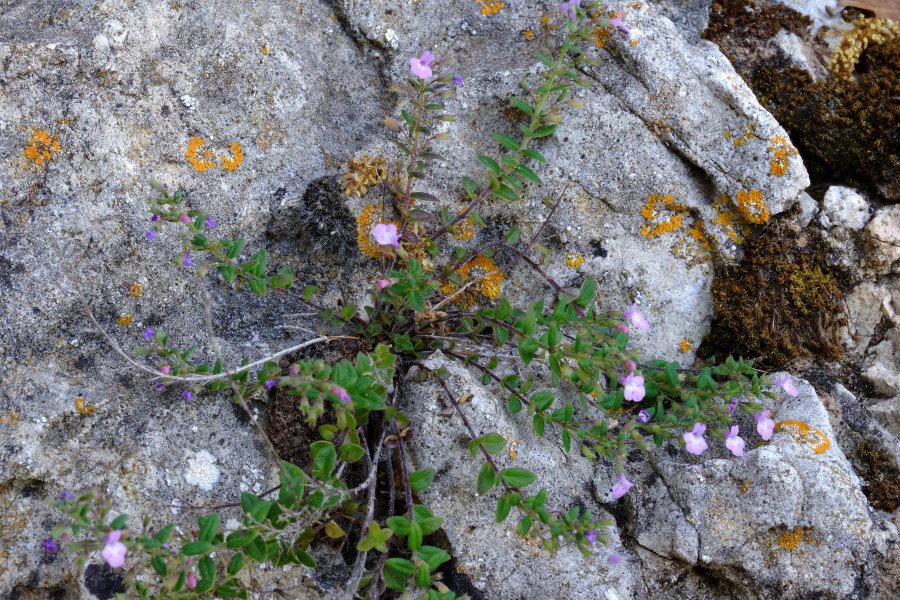 Micromeria cordata / Issopo con foglie cordate